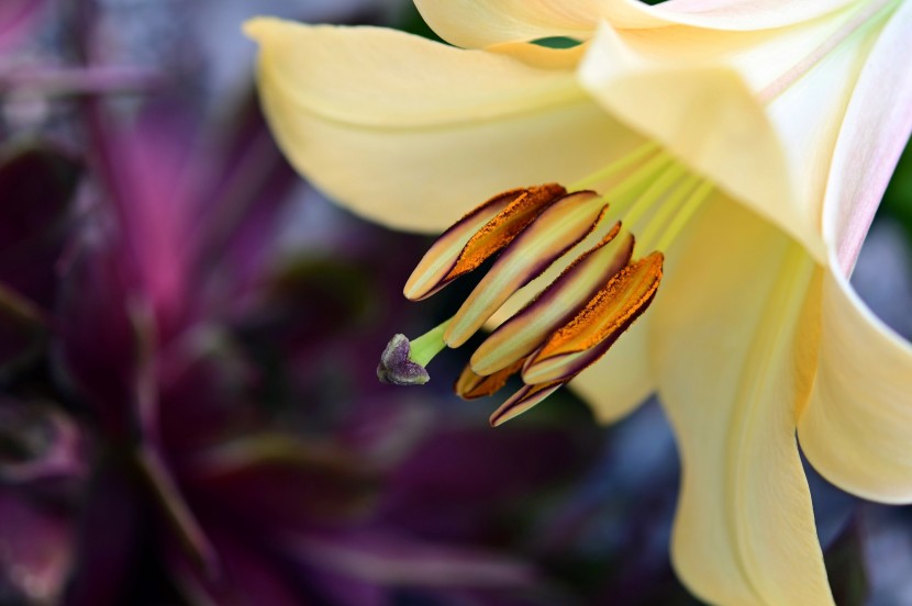 朵朵茂盛的百合花圖片