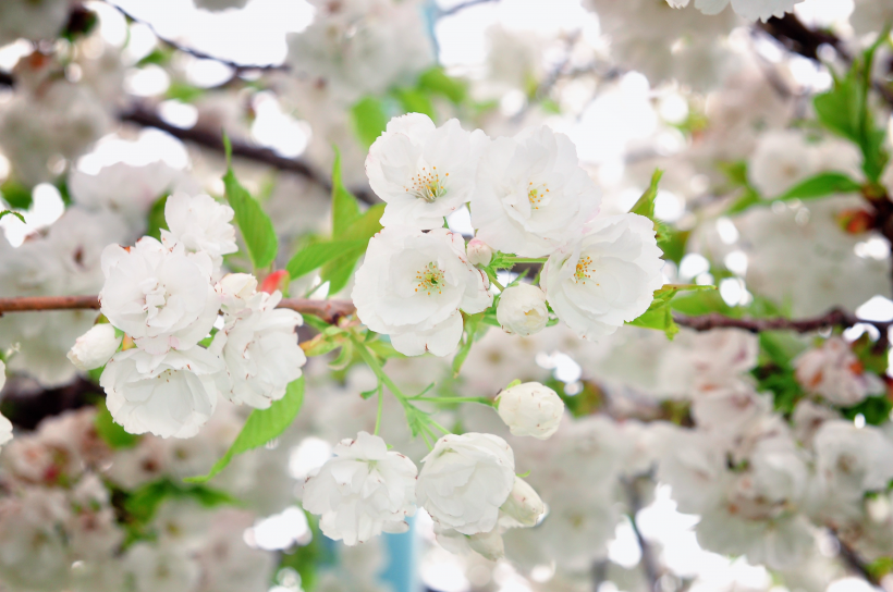 清幽淡雅的白梅花圖片