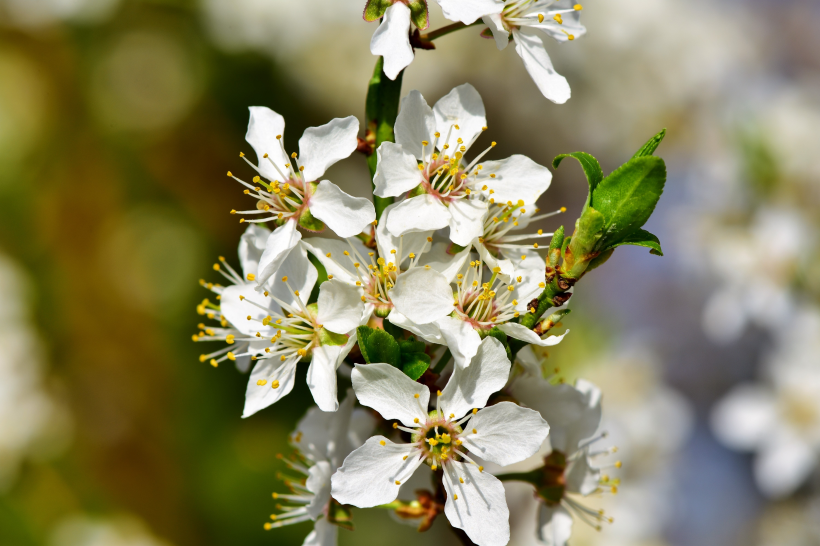 清幽淡雅的白梅花圖片