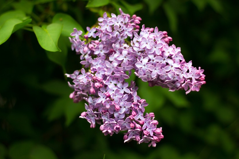 芳香宜人的丁香花圖片