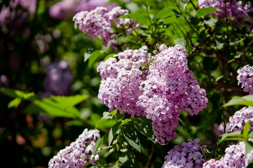 芳香宜人的丁香花圖片