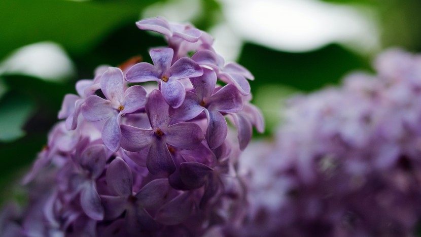 芳香宜人的丁香花圖片