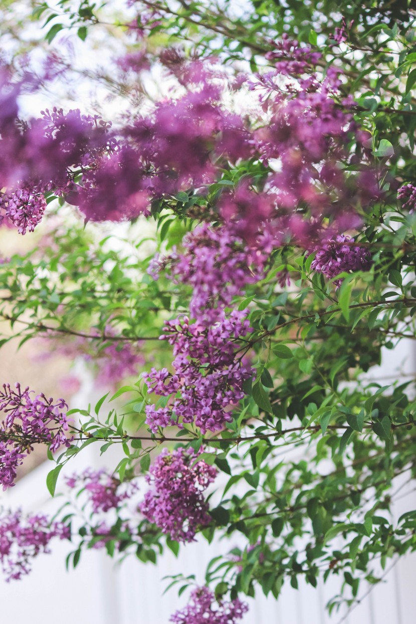 芳香宜人的丁香花圖片