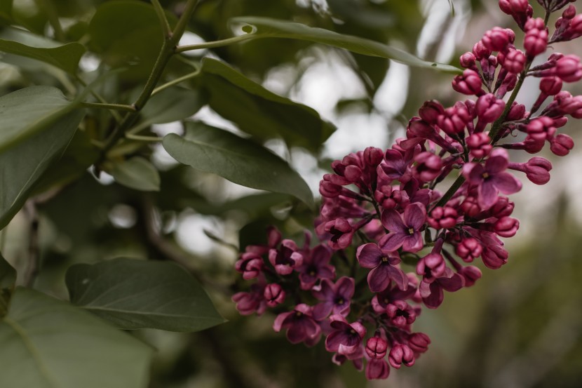 芳香宜人的丁香花圖片