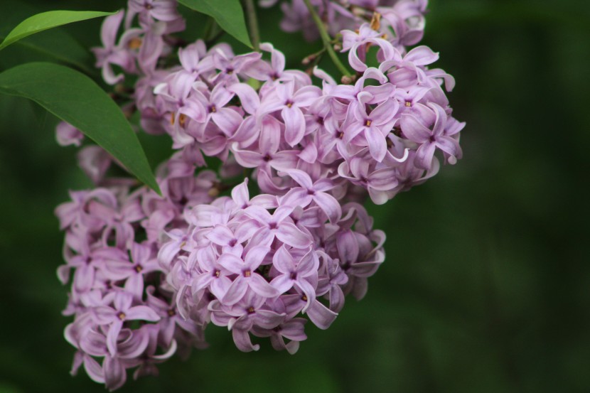 芳香宜人的丁香花圖片