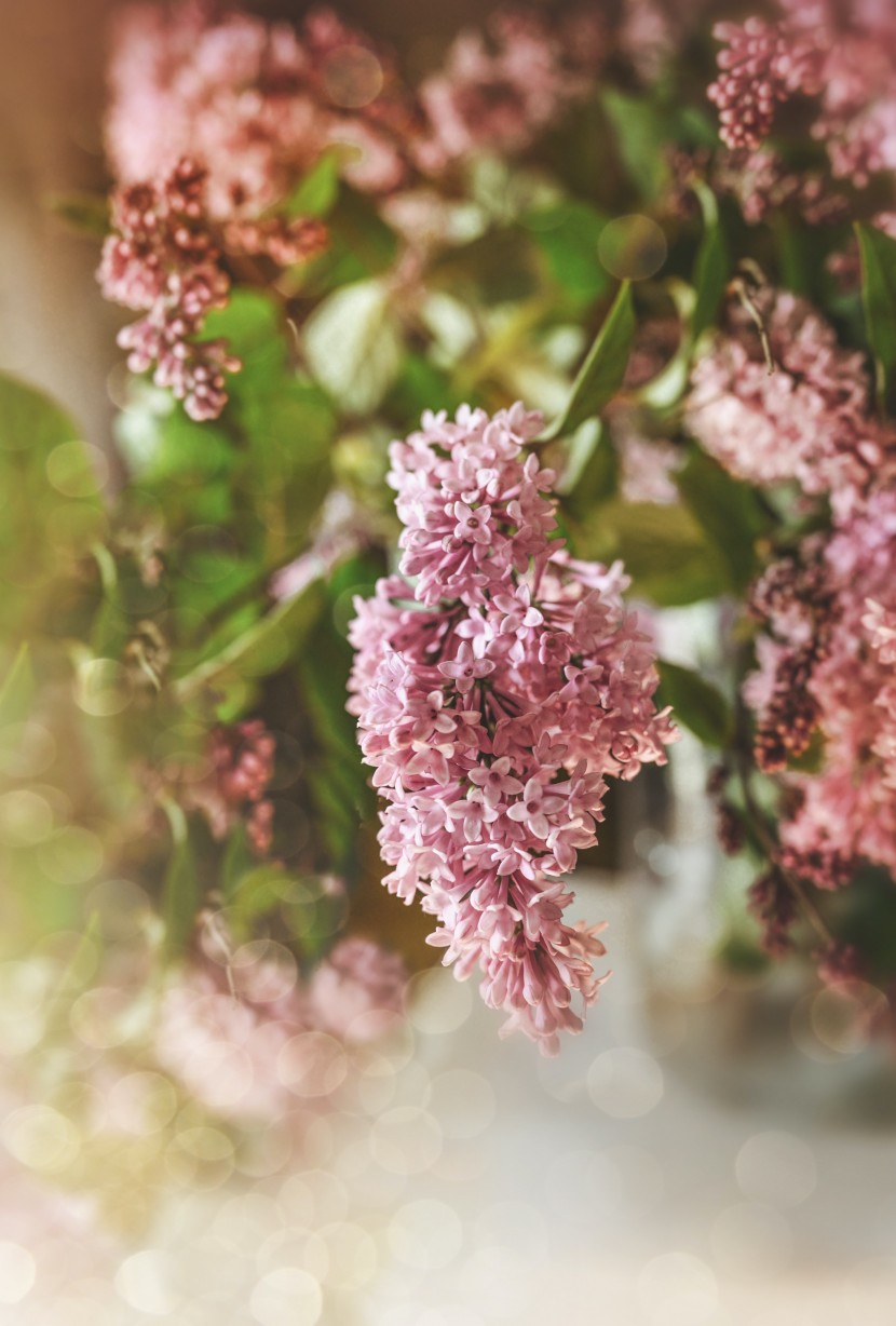 芳香宜人的丁香花圖片