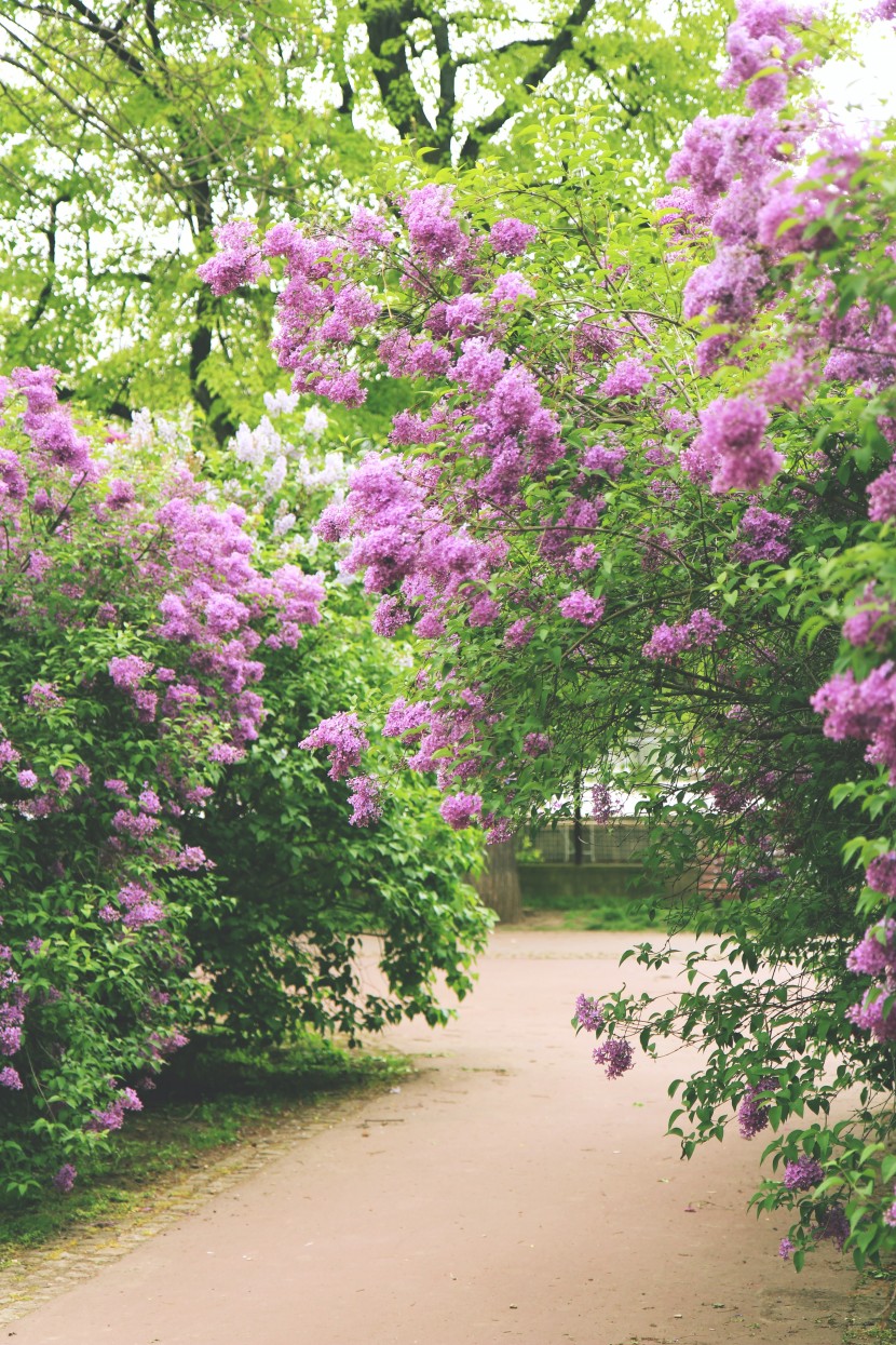 芳香宜人的丁香花圖片