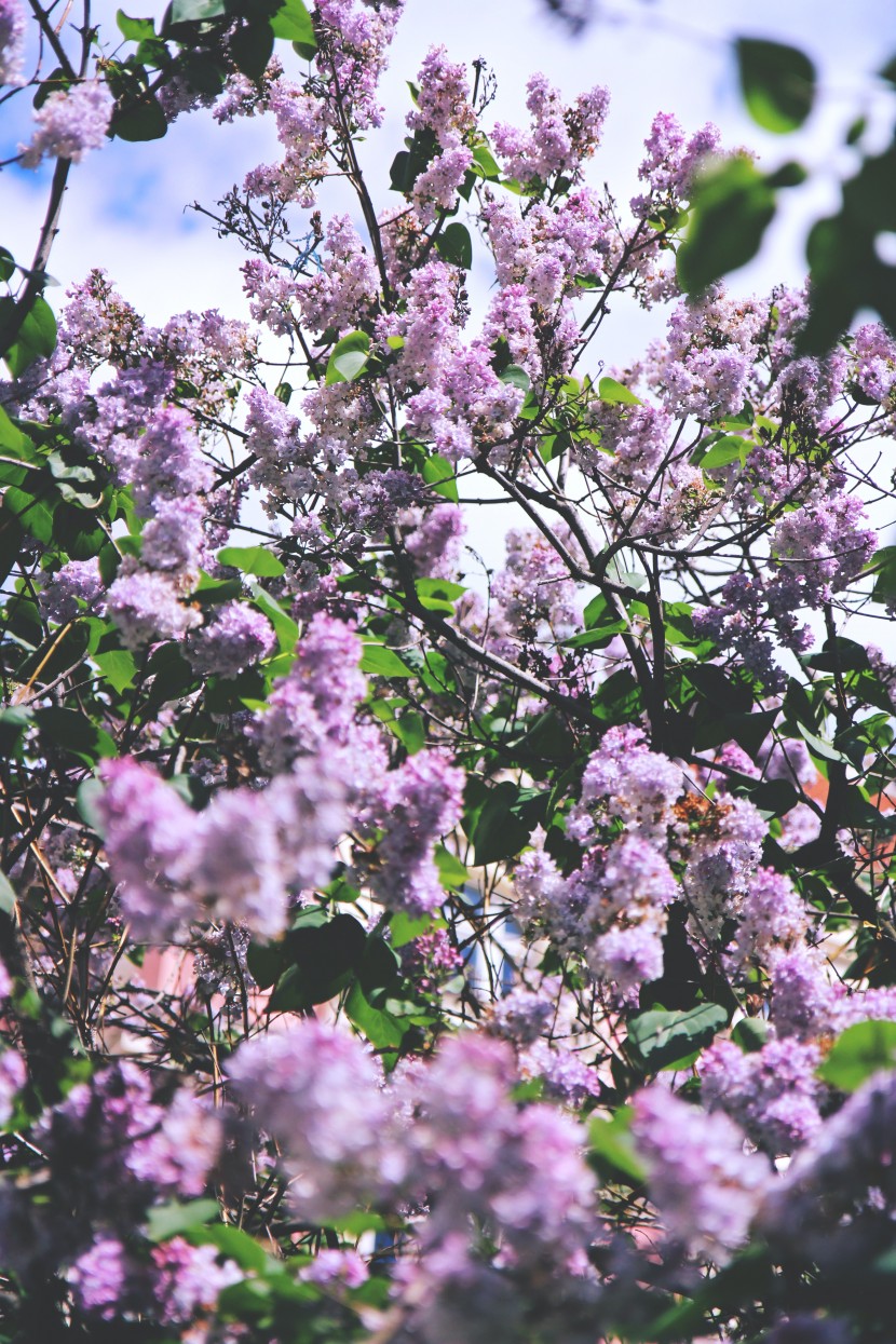 芳香宜人的丁香花圖片