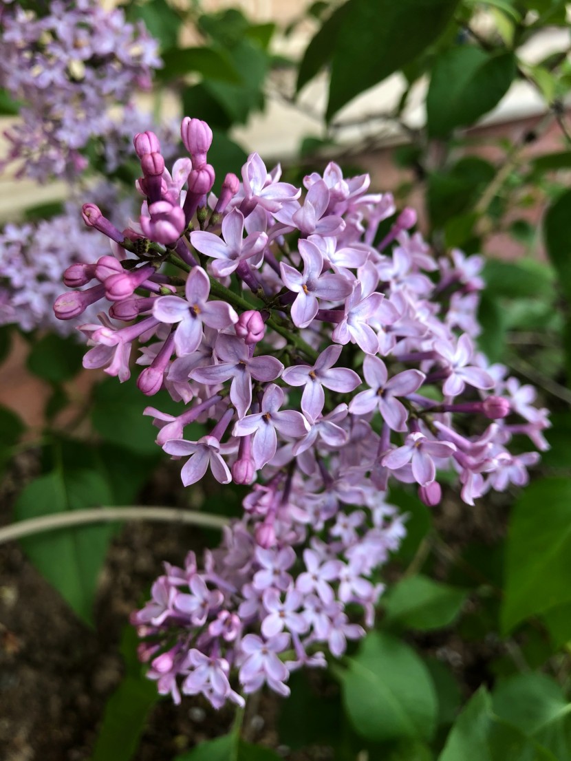 芳香宜人的丁香花圖片