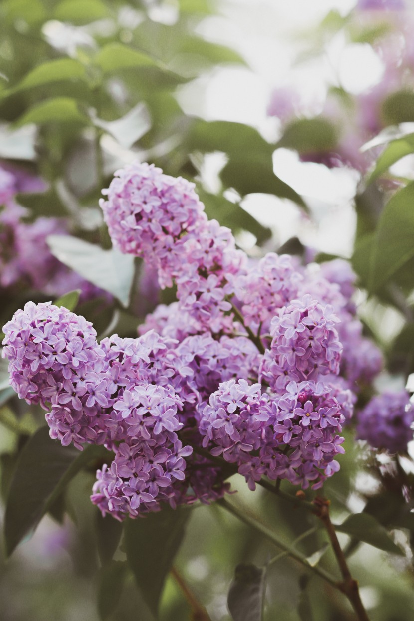 芳香宜人的丁香花圖片