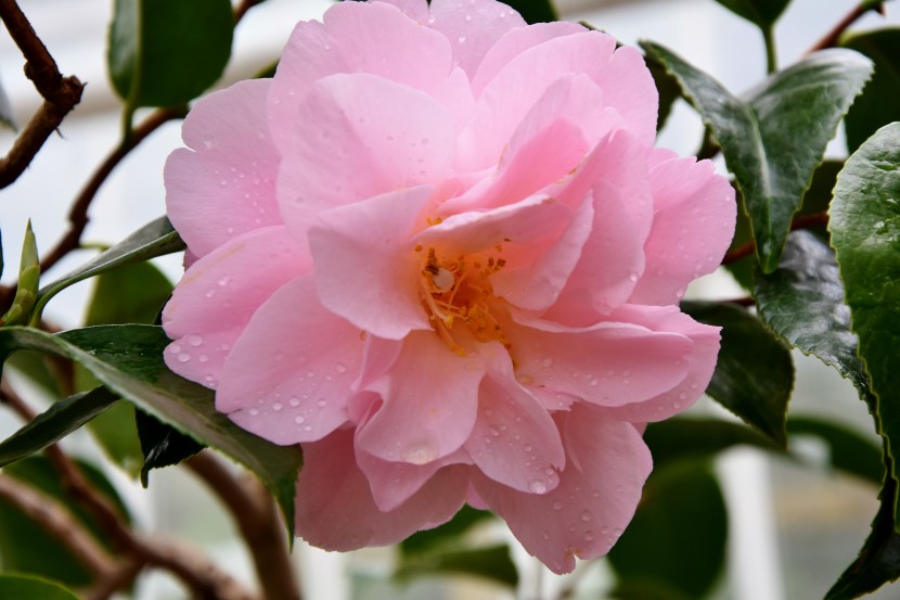 柔美嬌豔的粉玫瑰圖片