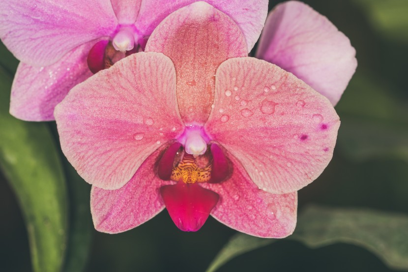 芳香美麗的蝴蝶蘭圖片