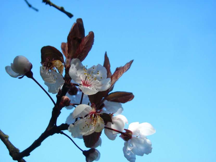 粉嫩柔美的櫻花圖片