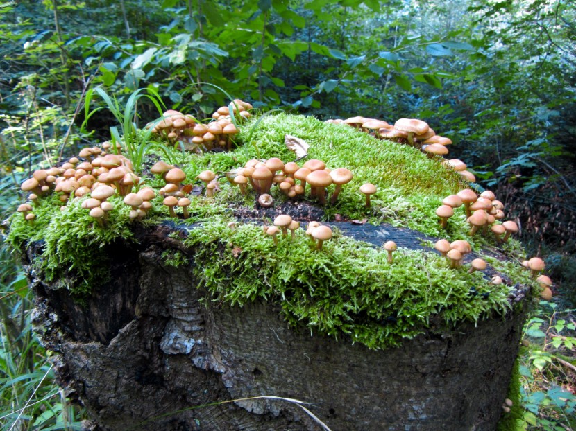 喜歡潮濕環境的苔藓圖片