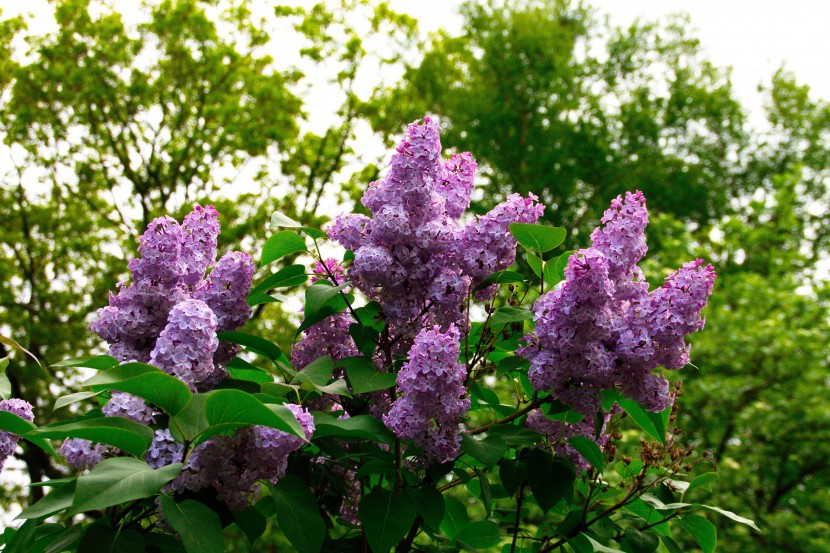 馨香美麗的丁香花圖片