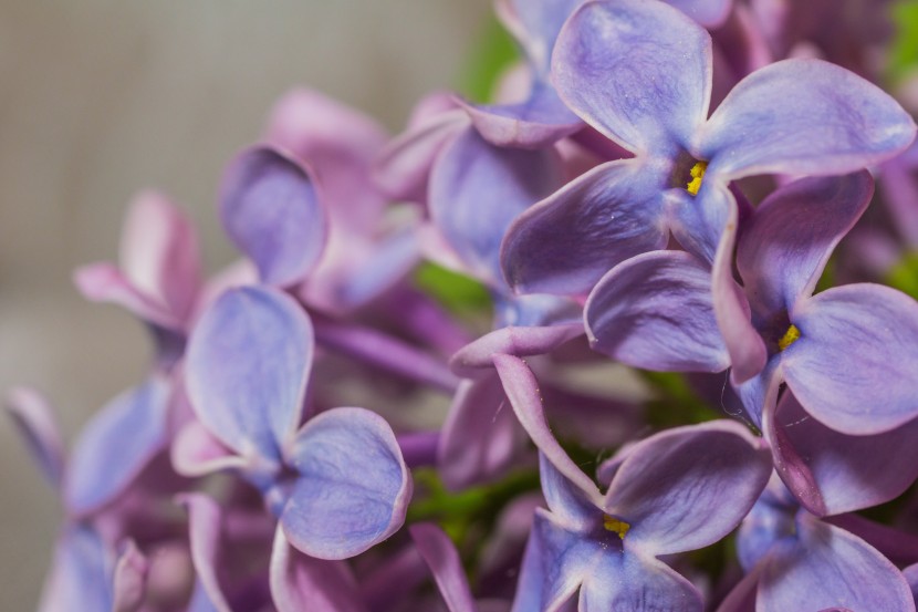 馨香美麗的丁香花圖片