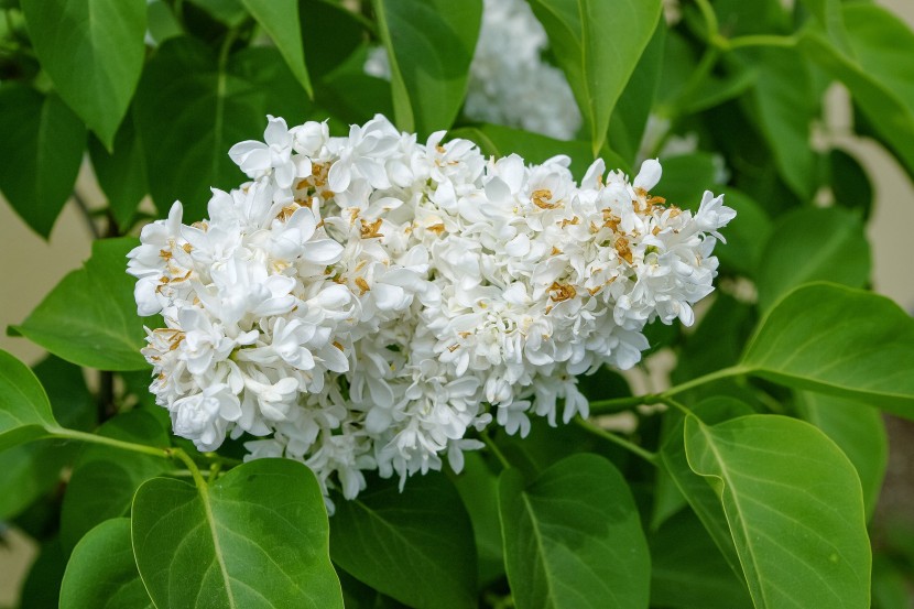 馨香美麗的丁香花圖片