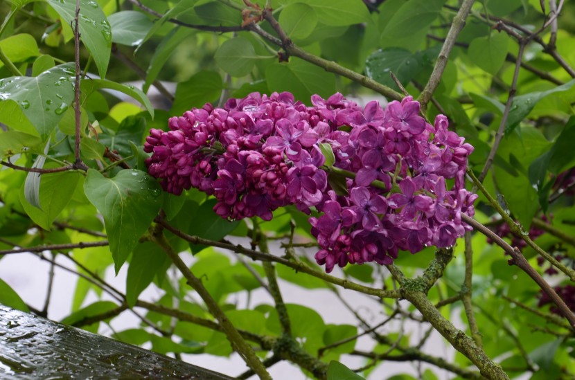 馨香美麗的丁香花圖片