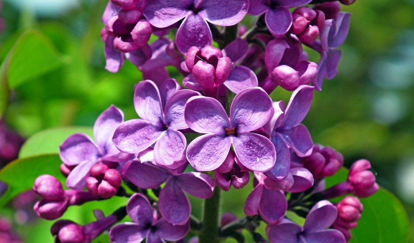 馨香美麗的丁香花圖片