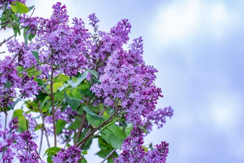 馨香美麗的丁香花圖片