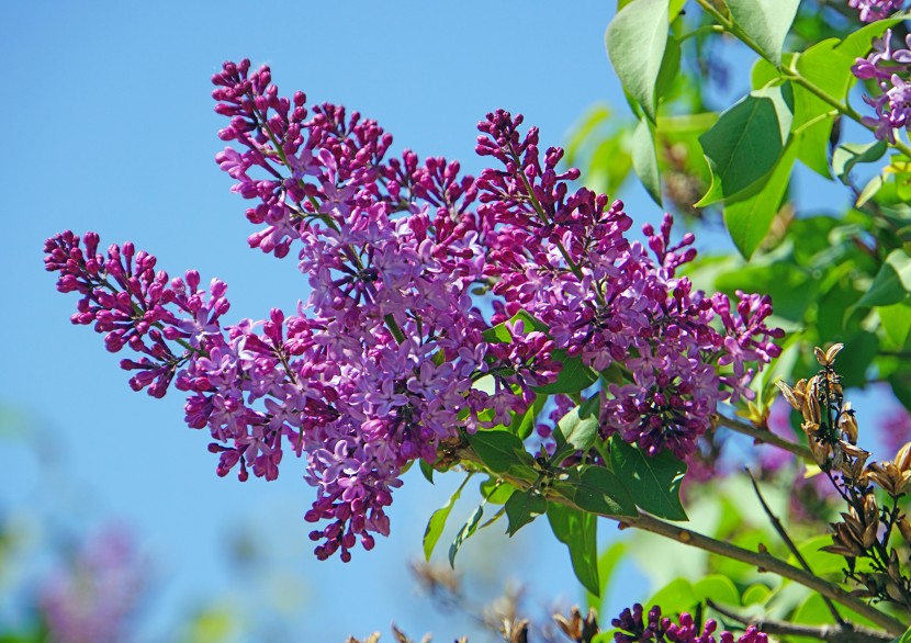 馨香美麗的丁香花圖片