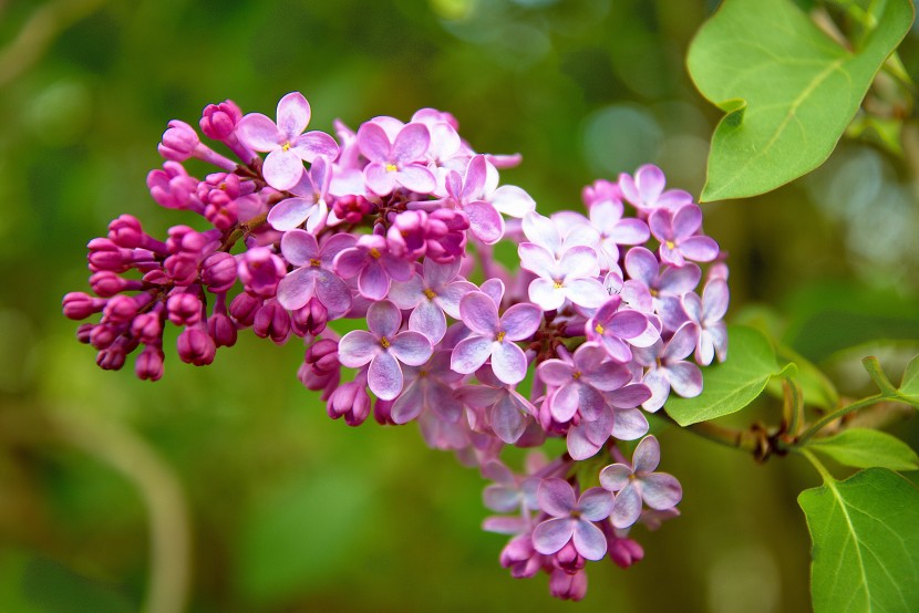 馨香美麗的丁香花圖片