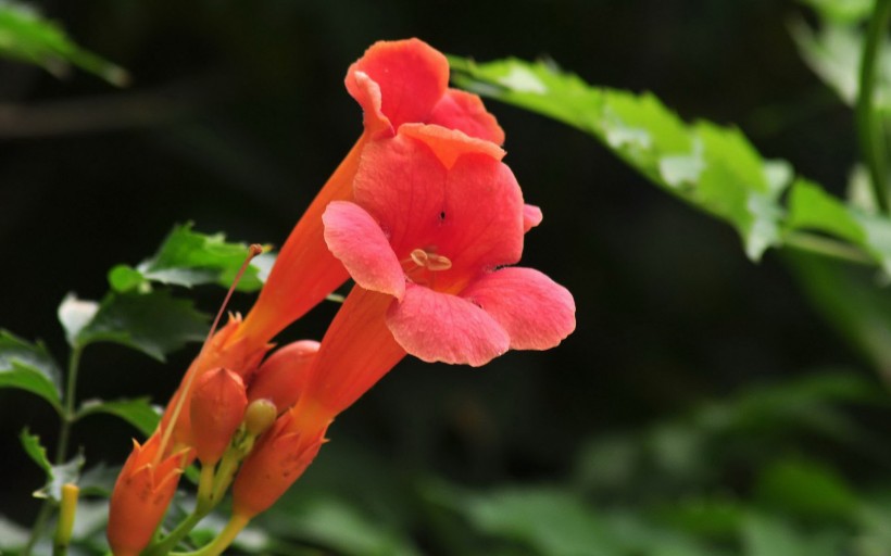 淩霄花圖片