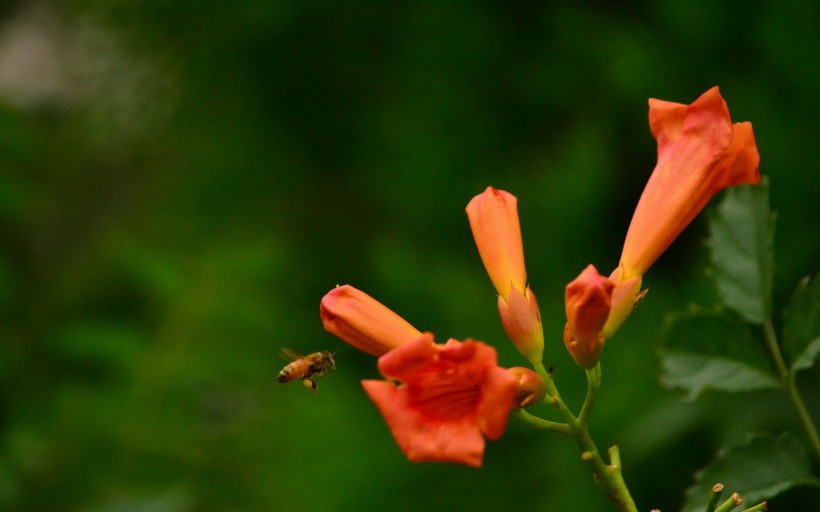 淩霄花圖片