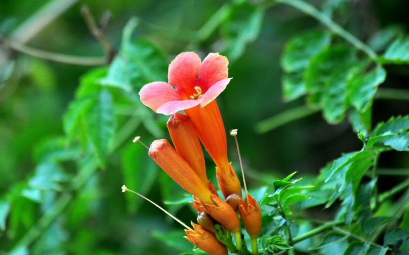 淩霄花圖片