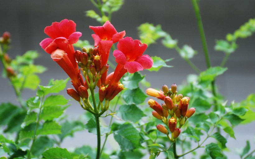 淩霄花圖片