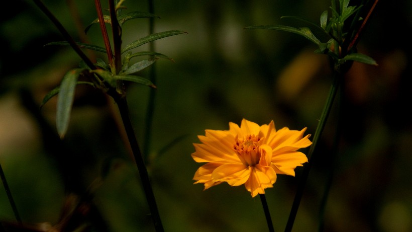 硫華菊圖片