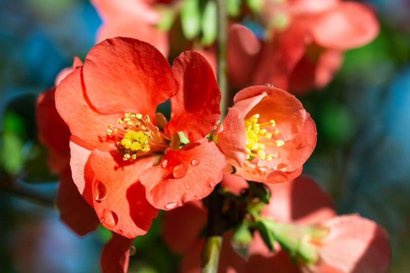 紅色豔麗的木瓜花圖片