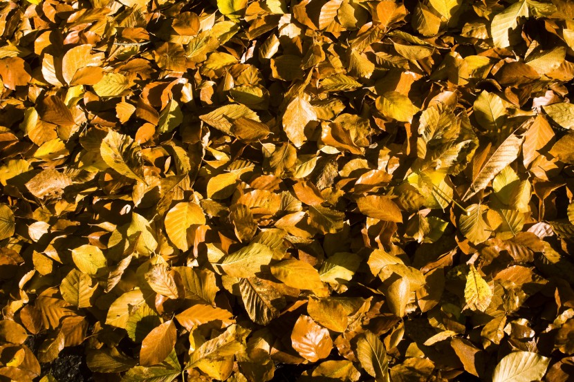 黃色的山毛榉樹葉圖片