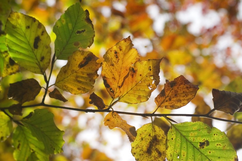 金黃色的山毛榉樹葉圖片