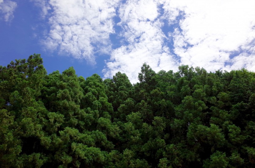 樹冠上方的天空圖片