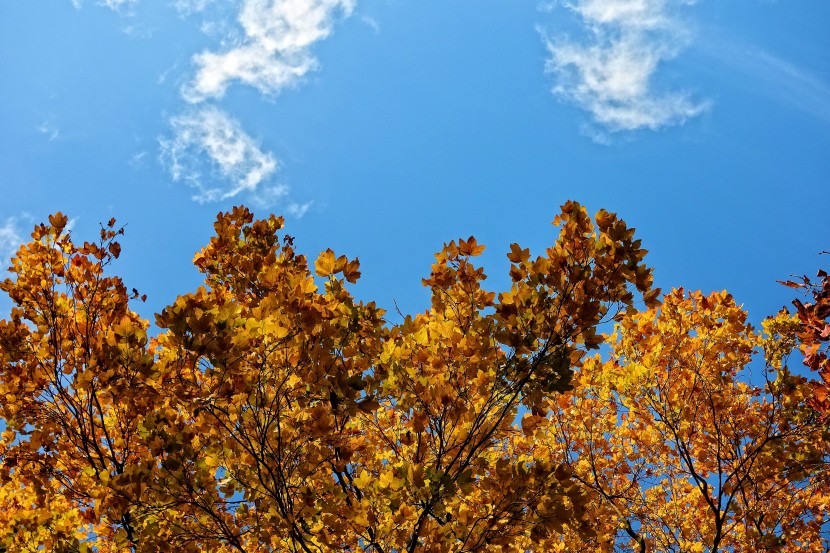 樹冠上方的天空圖片