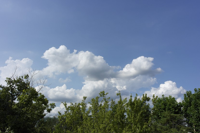 樹冠上方的天空圖片