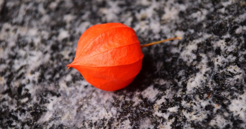 紅色熱情如火的酸漿圖片