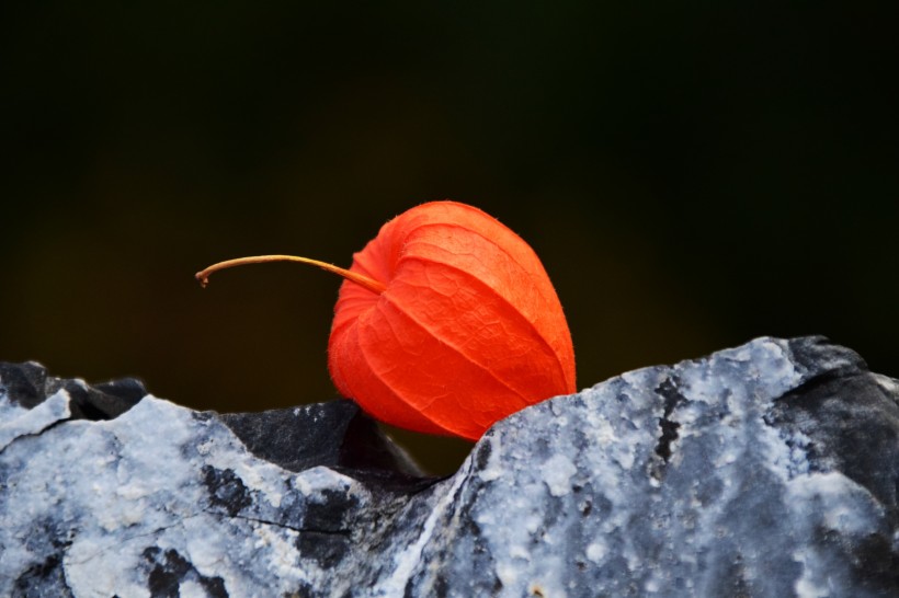 紅色熱情如火的酸漿圖片