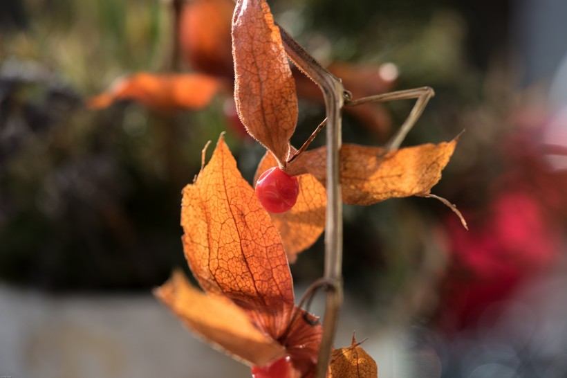 紅色熱情如火的酸漿圖片