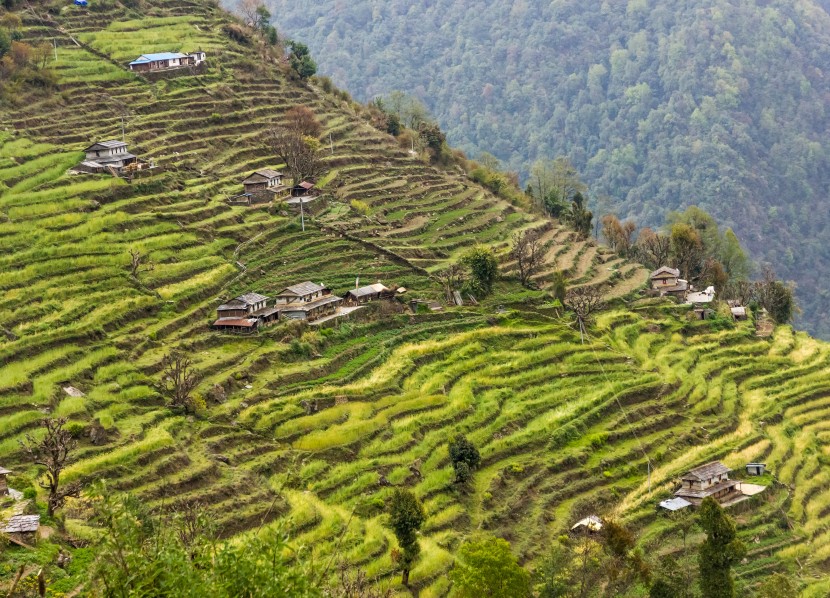 綠色層層疊疊的梯田圖片