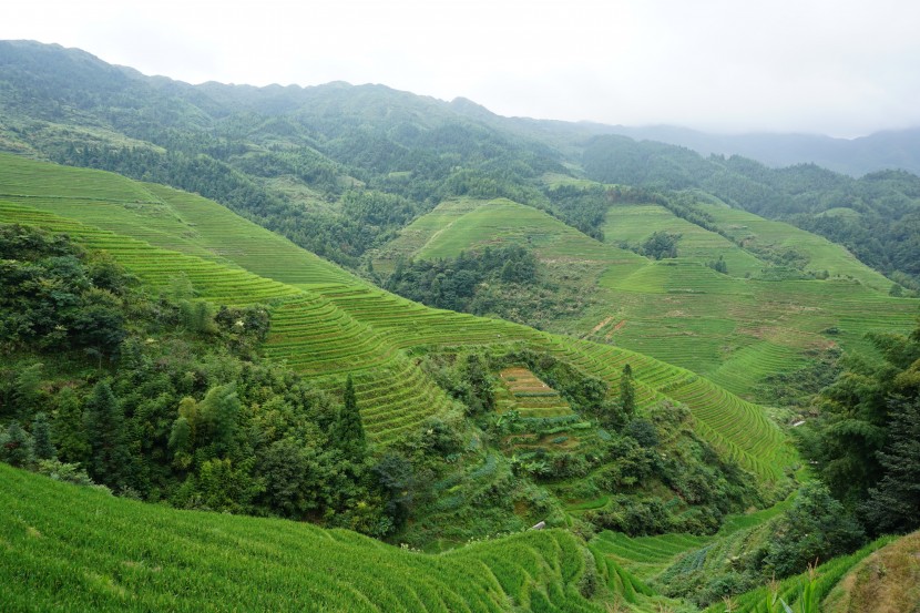 綠色層層疊疊的梯田圖片