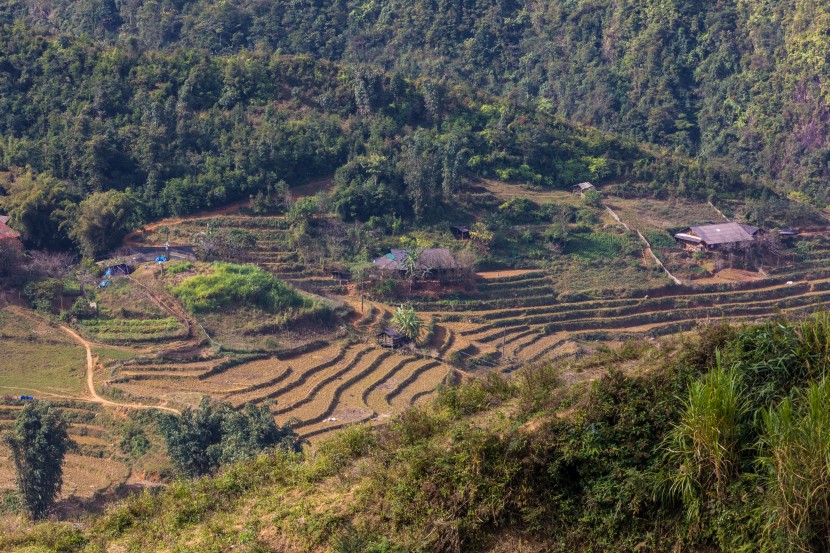 綠色層層疊疊的梯田圖片