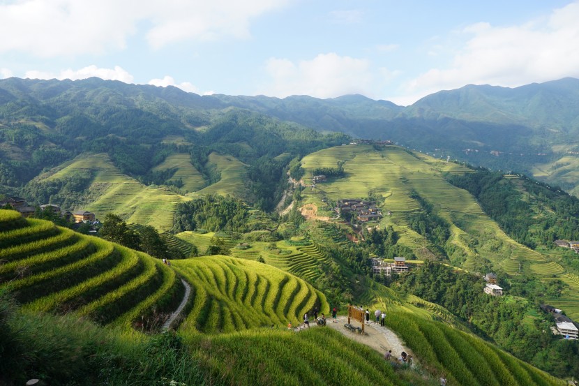 層層疊疊綠色的梯田風景圖片