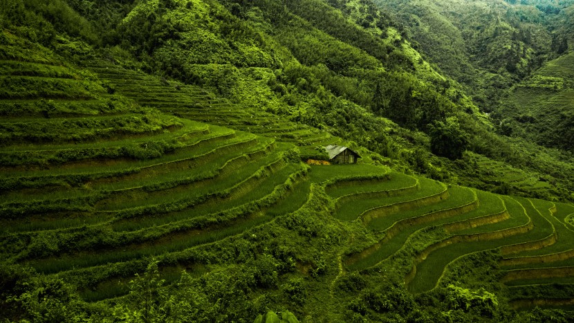 逶迤起伏的梯田圖片