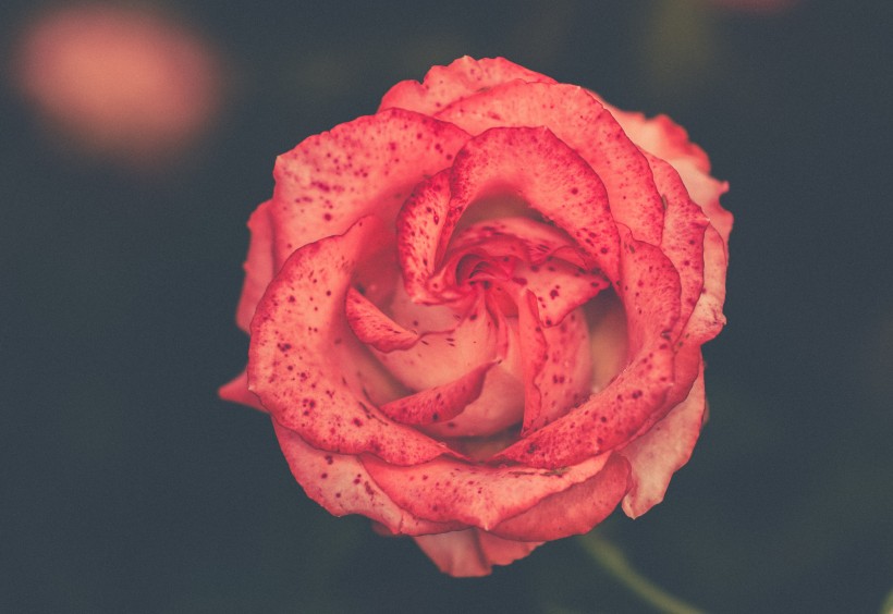 一朵嬌豔的紅玫瑰圖片