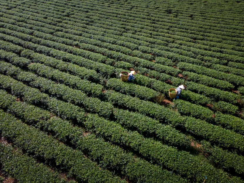 茶園圖片