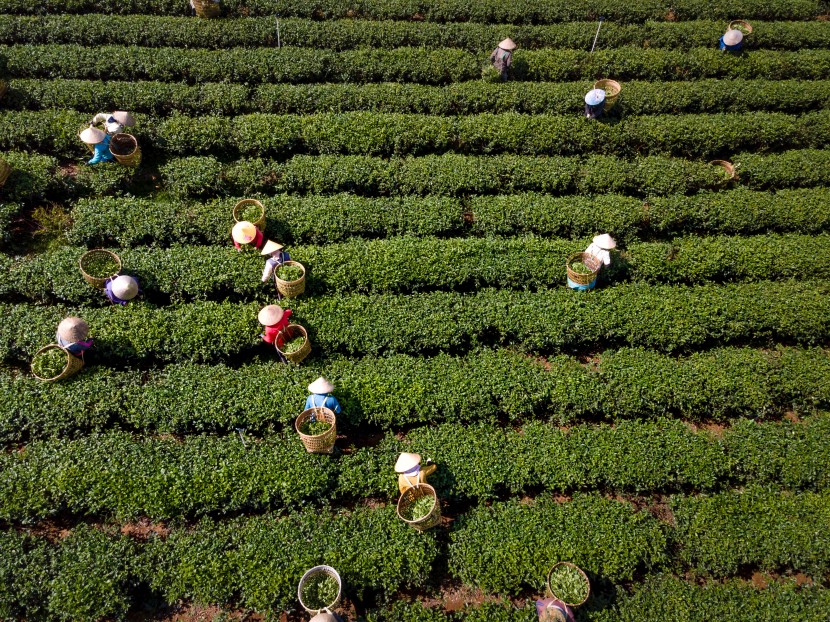 茶園圖片