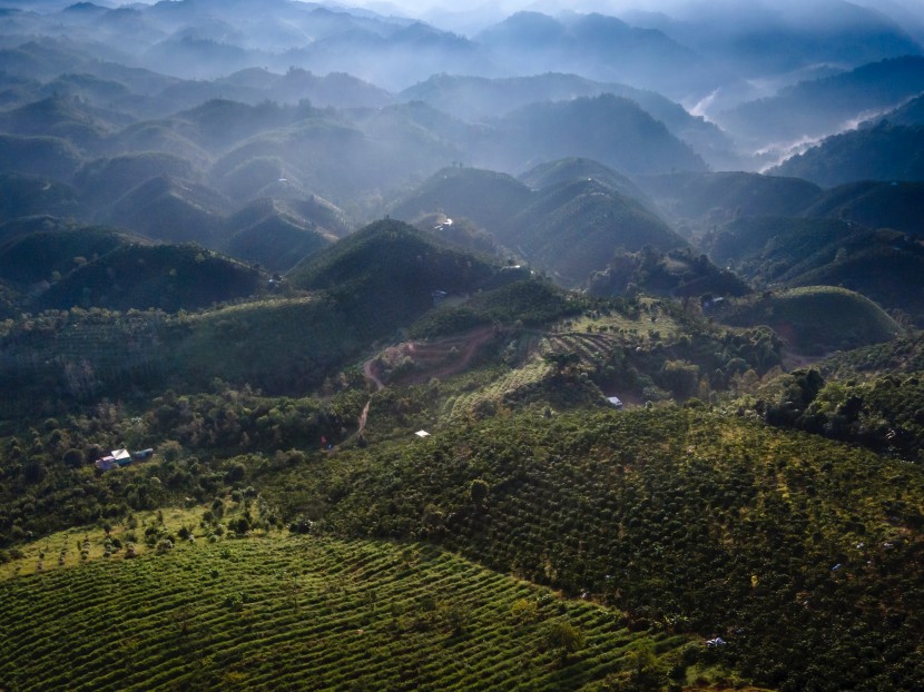 茶園圖片