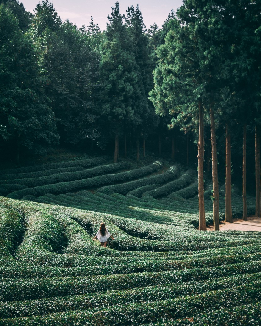 茶園圖片